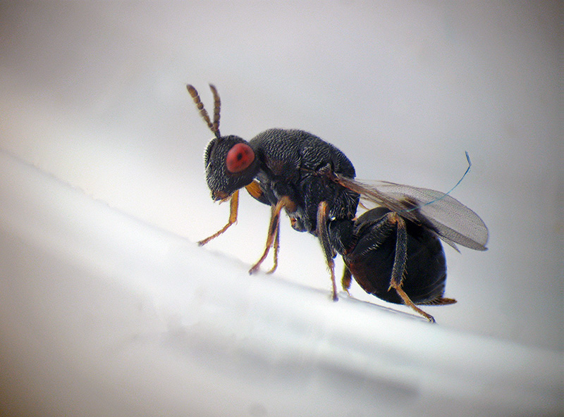 Cynipidae: Andricus quercustozae con parassitoide